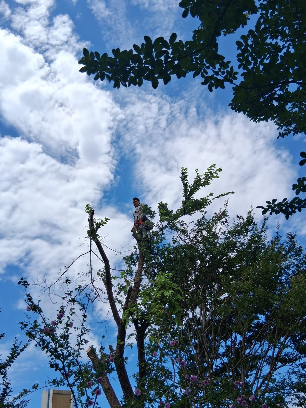 Tree Trimming Removal